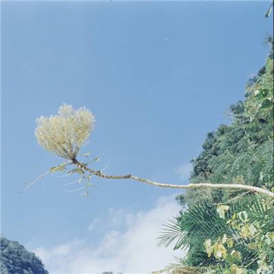 55直播无插件体育高清